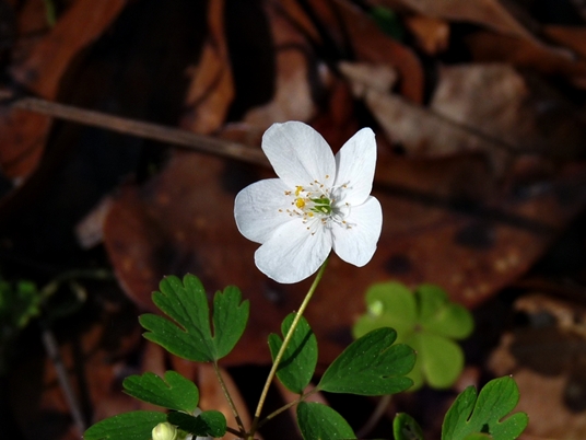 {Enemion biternatum}